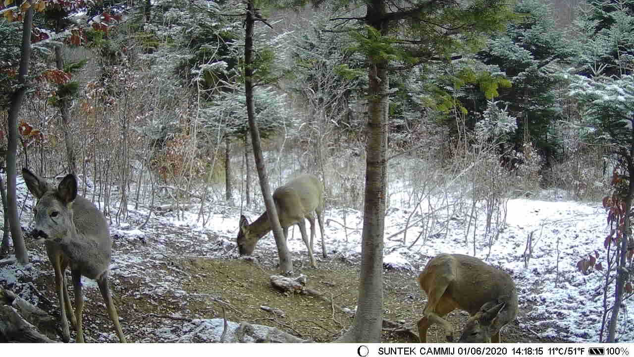 Mini Trail Hunting  Camera Wild Hunter Cam Mini600 20MP 1080P Wildlife  Animal Cameras Night Vision Photo Traps Surveillance