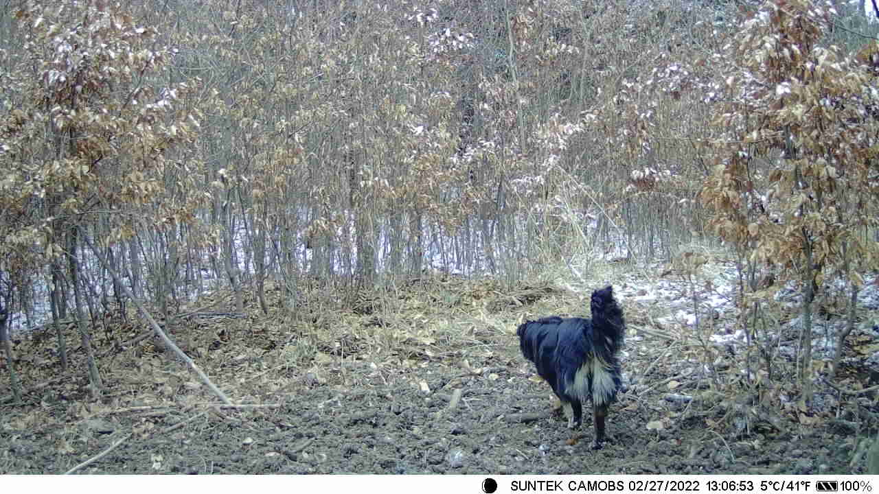 Trail Hunting Camera 16MP 1080p 0.3s Trigger Waterproof Night Vision Wildlife  Surveillance Cameras HC801A