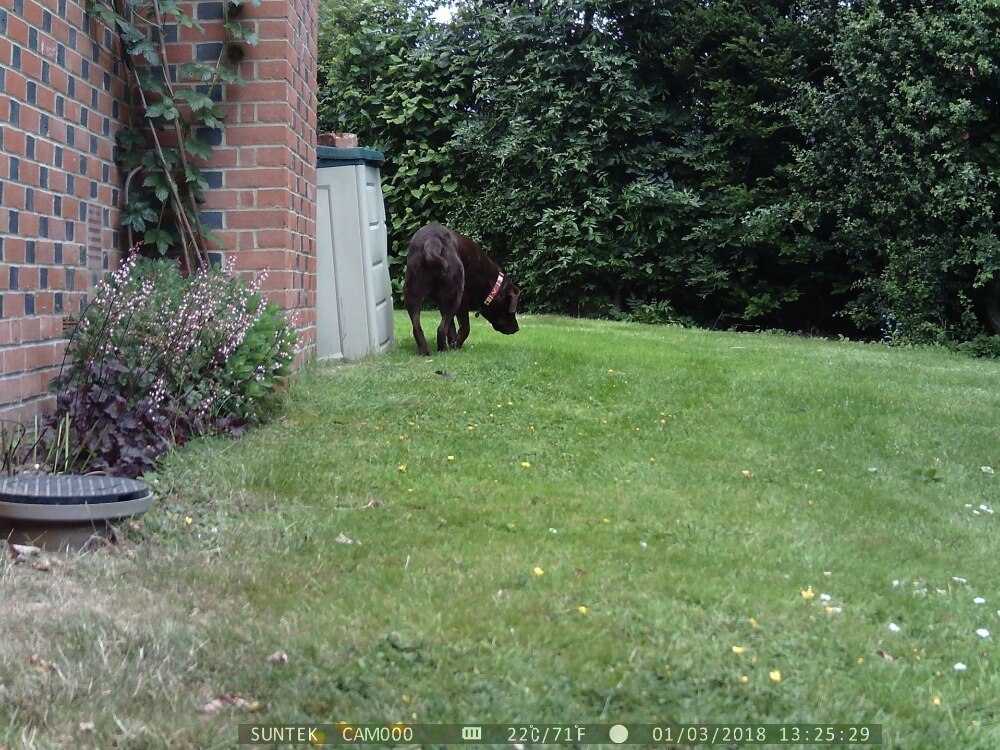 20MP 1080P Hunting Trail Camera Wildlife Tracking Surveillance HC804A Infrared Night Vision Wild Cameras Photo Traps