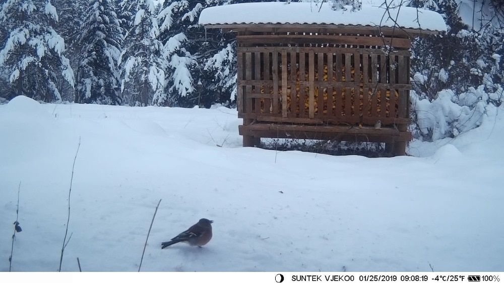 Trail Camera 4G  Wildlife Hunting Cameras Cellular Mobile Wireless Surveillance HC810LTE 20MP 1080P Night VisionPhoto Trap