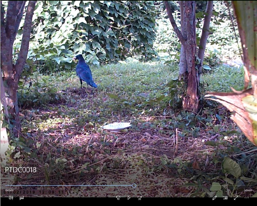 2G MMS Hunting Trail Camera SMTP SMS Celluar Wireless  Photo Traps  HC550M Wildlife Surveillance  940NM Night Vision Cameras