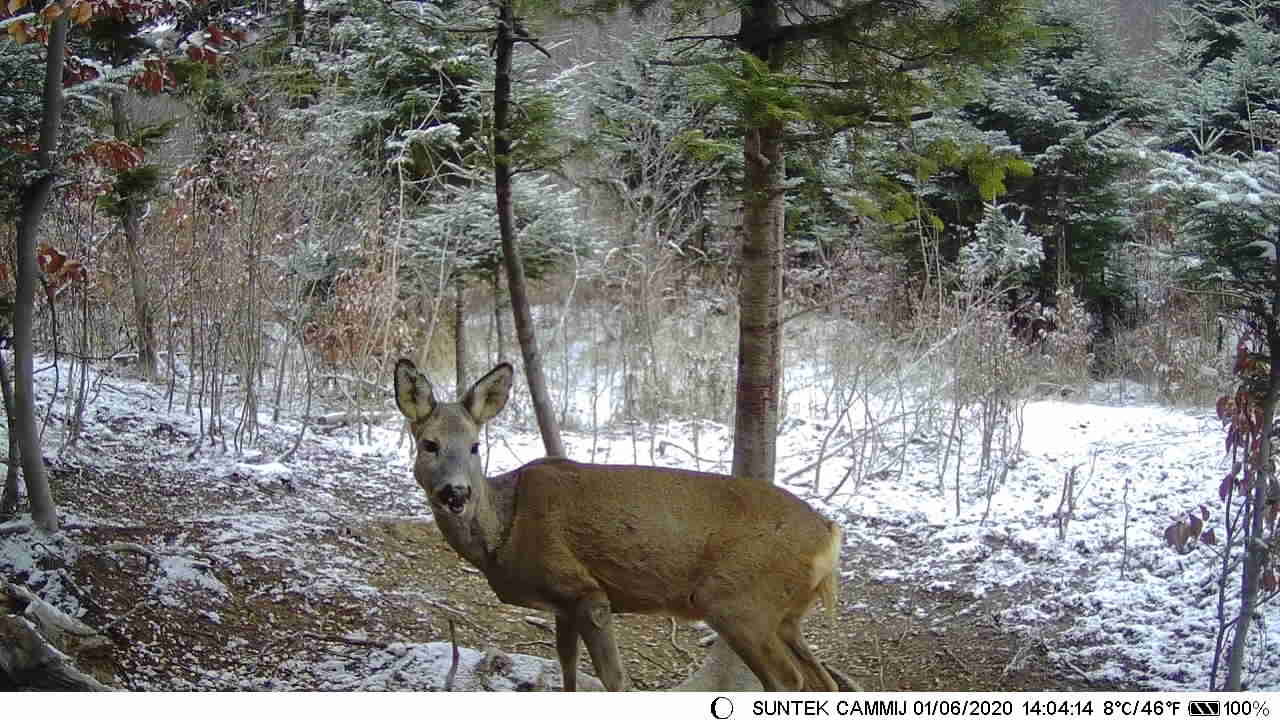 4PCS/LOT Hunting Trail Camera  850NM 12MP 1080P Animal Tracking Cameras Photo Traps Wild Surveillance HT001B