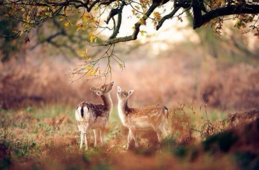 Hunting Trail Wild Camera HC300A Photo Trap Wildlife Wireless Cameras IR LED Night Vision Infrared Cams Surveillance