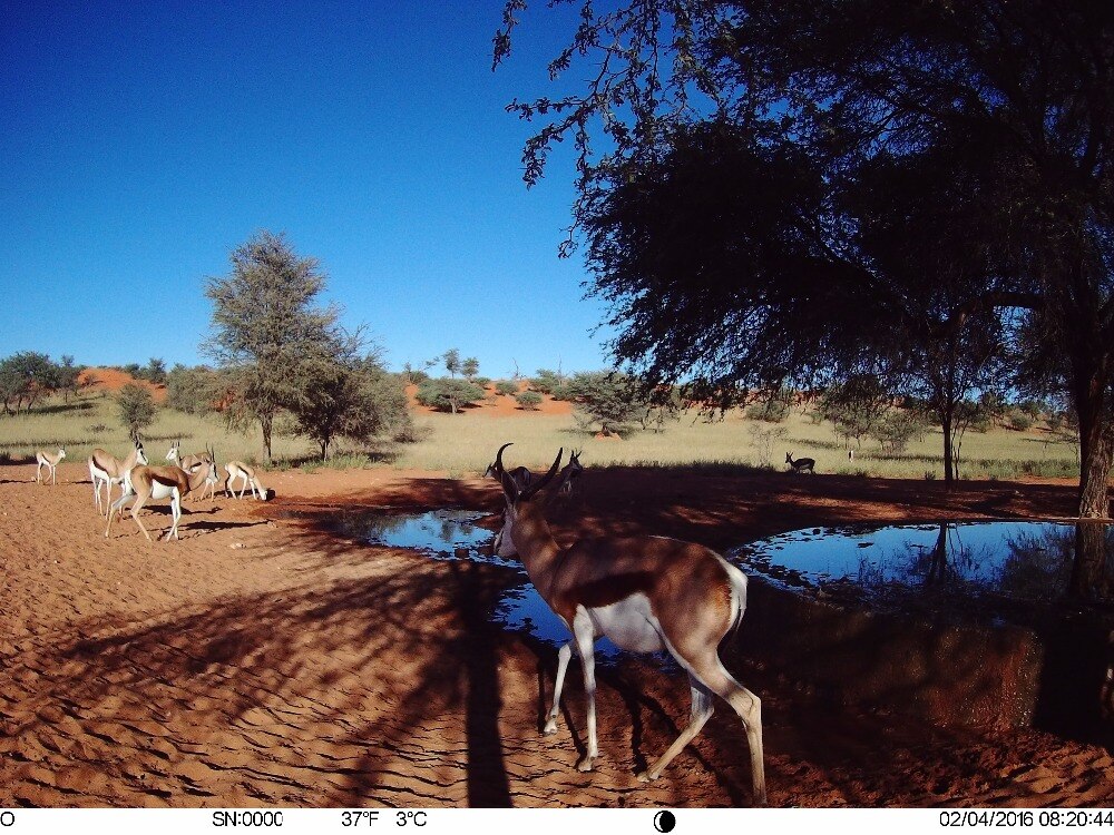 4PCS/LOT Hunting Trail Camera  850NM 12MP 1080P Animal Tracking Cameras Photo Traps Wild Surveillance HT001B