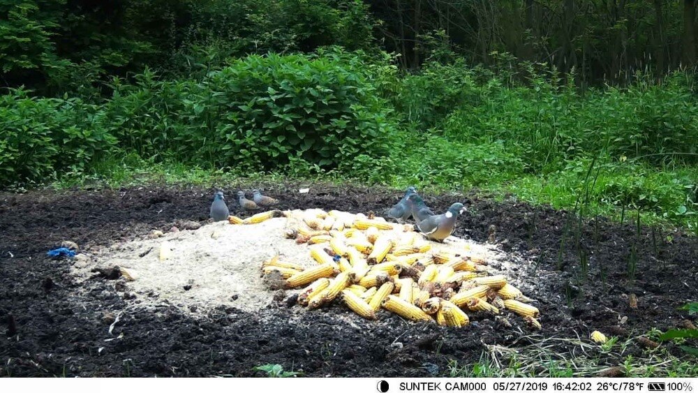 SMTP Cellular Hunting Trail Camera 16MP Photo Traps Email MMS 2G GSM 1080P Night Vision Wireless Wildlife Surveillance  HC330M