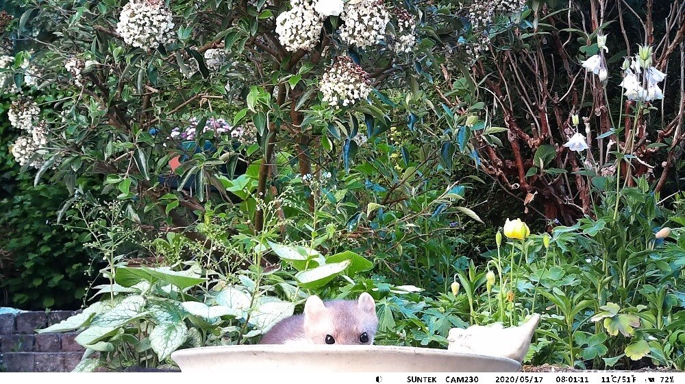 Hunting Trail Camera 24MP 1080P Night Vision iP65 Waterproof 850nm Wild Cameras Photo Traps HC801A  Wildlife Cam Surveillance