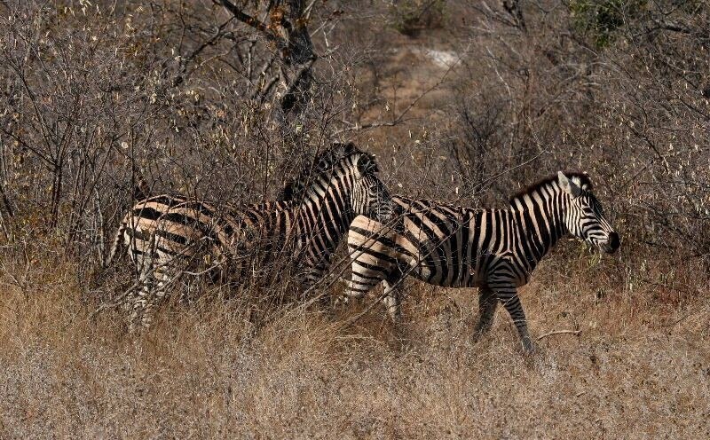 Hunting Trail Wild Camera HC300A Photo Trap Wildlife Wireless Cameras IR LED Night Vision Infrared Cams Surveillance