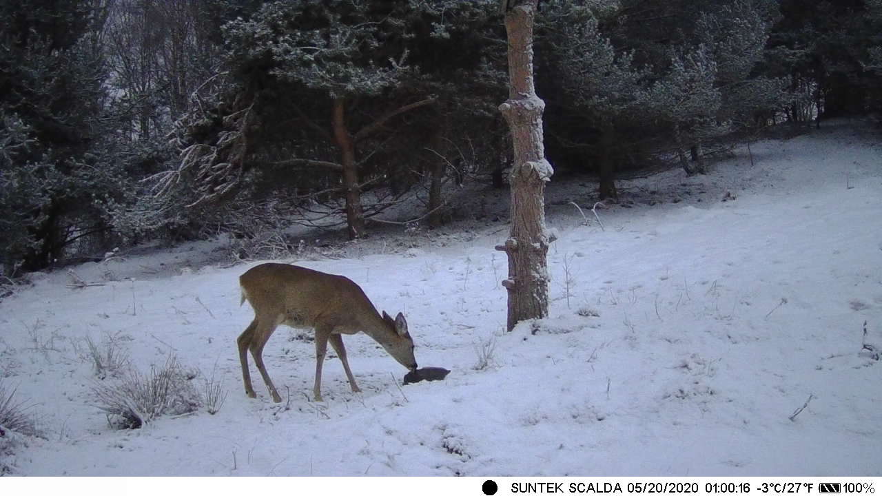 Trail Hunting Camera 16MP 1080p 0.3s Trigger Waterproof Night Vision Wildlife  Surveillance Cameras HC801A